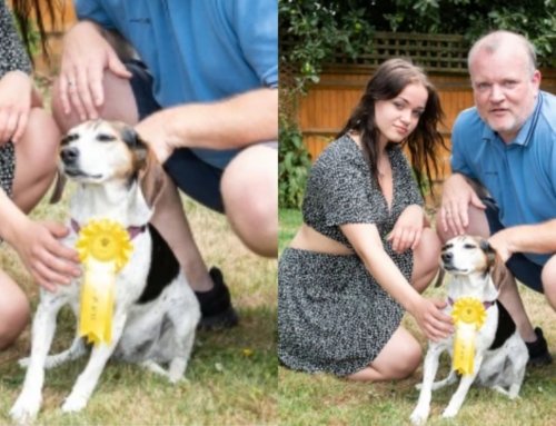Cachorra que havia sumido de casa, retorna após três horas com medalha de competição pet.