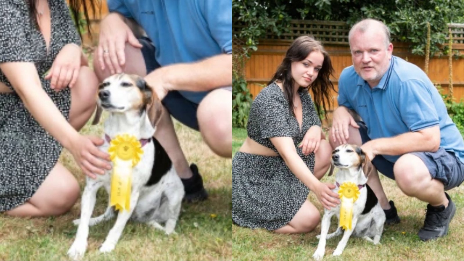 Cão medalhista