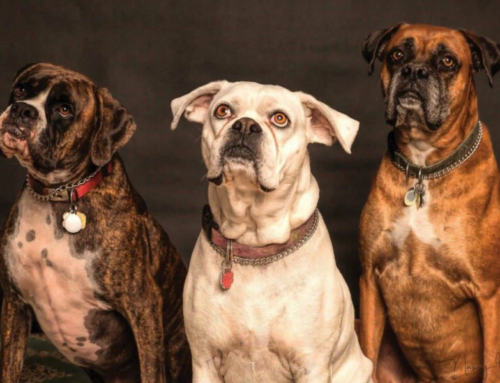 Rio terá primeiro crematório gratuito para animais.