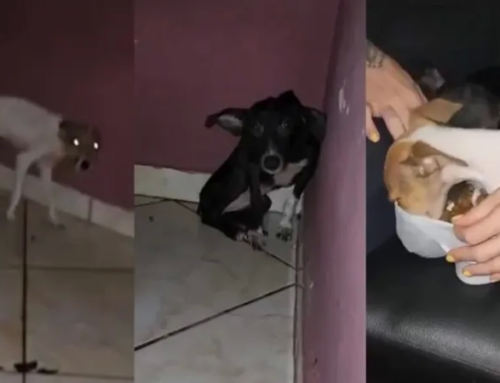 Polícia Civil resgata cães vítimas de maus tratos.