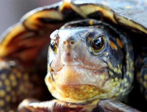 PM fica horas mergulhando em brejo à procura de sua tartaruga de estimação. “É meu amor”