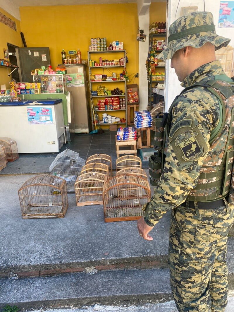 Polícia Ambiental resgata aves silvestres em cativeiro sem licença na cidade de Itaboraí - Imagem: Divulgação.