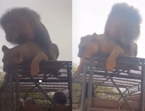 Casal de leões protagoniza cena inusitada ao acasalar em cima de jipe de turistas; Vídeo.