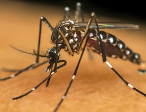 Rio de Janeiro anuncia fim da epidemia e direciona esforços para vacinação contra Influenza.