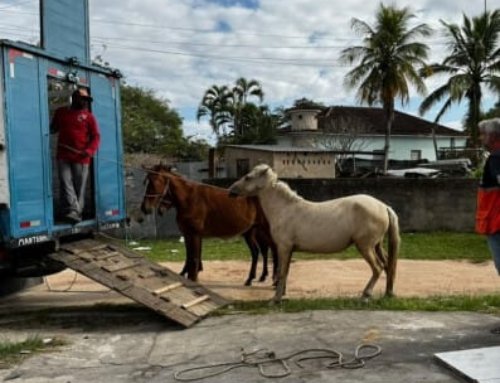Ações da Prefeitura de Itaboraí reduzem em 85% o número de animais soltos nas vias públicas.