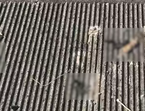 Mulher é presa após polícia encontrar sete cães mortos no telhado de casa no Rio