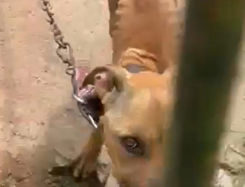 Homem é preso por maus-tratos a cachorro durante operação policial em Magé;