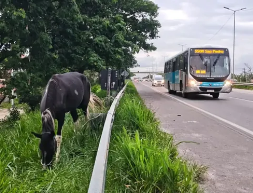 Animais soltos na BR-101 causam acidente e deixam rodovia parcialmente interditada em Tanguá