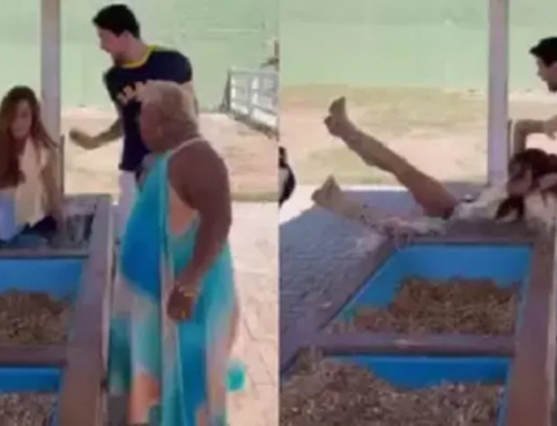 Nicole Bahls leva cabeçada de vaca e cai em bebedouro durante visita de influenciadores em Itaboraí; vídeo