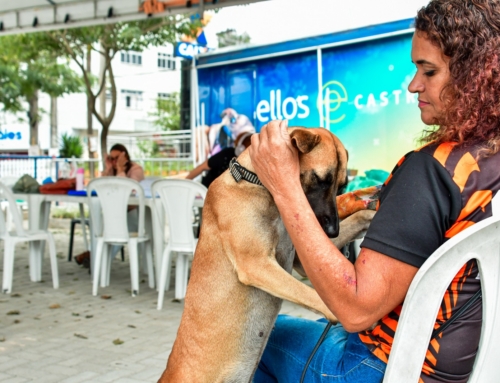Itaboraí amplia castração gratuita de cães e gatos após alta procura pelo CastraPet