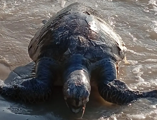 Niterói registra 91 tartarugas marinhas mortas em sete meses; vídeo