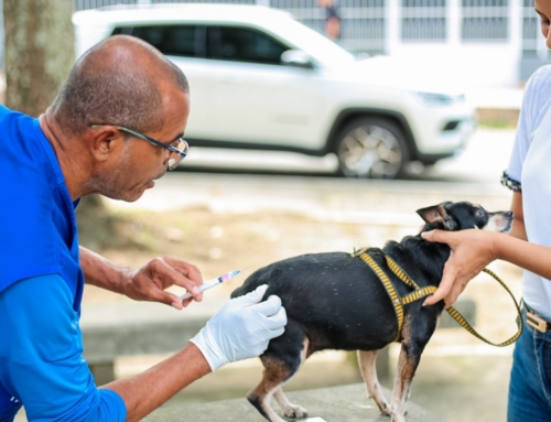 Itaboraí leva vacinação antirrábica gratuita para diferentes bairros da cidade